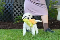 Kerri, a female Labrador Retriever for sale in Dundee, OH – 6 of 10