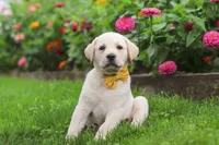 Buster, a male Labrador Retriever for sale in Dundee, OH – 7 of 10