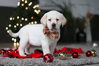 Buddy, a male Labrador Retriever for sale in Dundee, OH – Photo 4 of 10