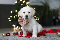 Buddy, a male Labrador Retriever for sale in Dundee, OH – Photo 7 of 10