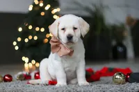 Buddy, a male Labrador Retriever for sale in Dundee, OH – Photo 8 of 10