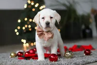 Buddy, a male Labrador Retriever for sale in Dundee, OH – Photo 2 of 10