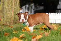 Seth, a male Boston Terrier for sale in Dundee, OH – Photo 3 of 4