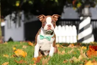 Seth, a male Boston Terrier for sale in Dundee, OH – Photo 1 of 4