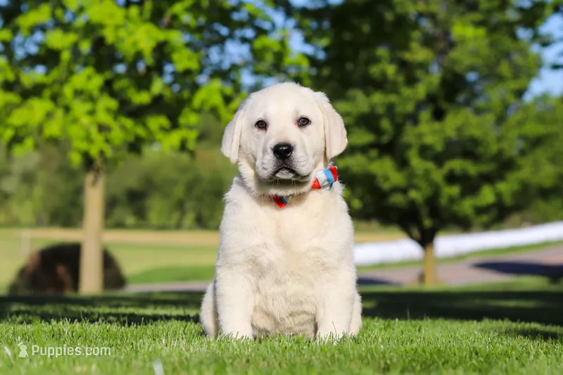 Buddy – Labrador Retriever puppy for sale in Dundee, OH