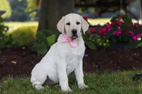 Brittany, a female Labrador Retriever for sale in Dundee, OH – 1 of 7
