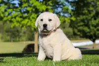 Buddy, a male Labrador Retriever for sale in Dundee, OH – 6 of 7