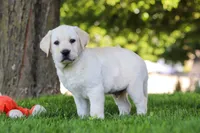 Billy, a male Labrador Retriever for sale in Dundee, OH – 4 of 7