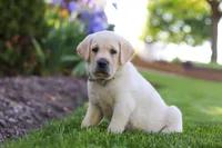 Bart, a male Labrador Retriever for sale in Dundee, OH – 4 of 5