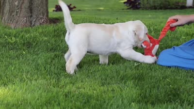 Billy, a male Labrador Retriever for sale in Dundee, OH – 7 of 7