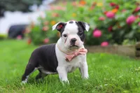 Sherry, a female Boston Terrier for sale in Dundee, OH – 4 of 6
