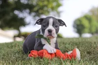 Bennie, a male Boston Terrier for sale in Dundee, OH – 6 of 10