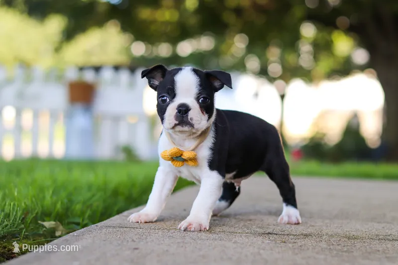 Shawn – Boston Terrier puppy for sale in Dundee, OH