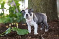Mea, a female Boston Terrier for sale in Dundee, OH – 4 of 8