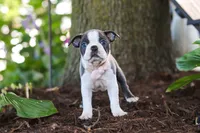 Mea, a female Boston Terrier for sale in Dundee, OH – 6 of 8