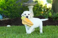 Kerri, a female Labrador Retriever for sale in Dundee, OH – 7 of 10