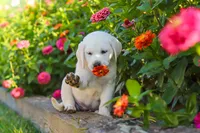 Stormy, a male Labrador Retriever for sale in Dundee, OH – 8 of 10