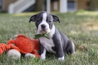 Bennie, a male Boston Terrier for sale in Dundee, OH – 9 of 10