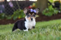 Debbie, a female Pembroke Welsh Corgi for sale in Dundee, OH – 5 of 8