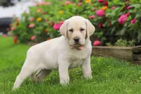 Brittany, a female Labrador Retriever for sale in Dundee, OH – 5 of 7