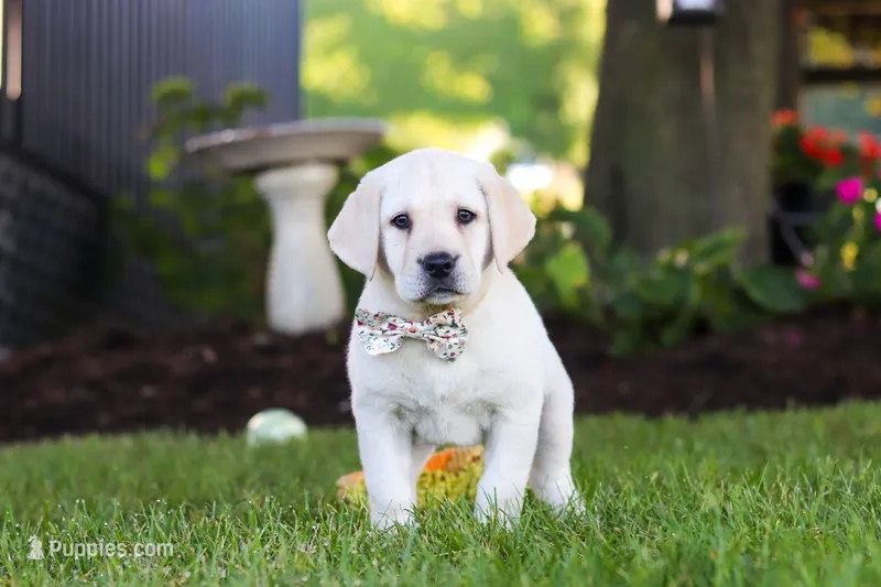 Kerri – Labrador Retriever puppy for sale in Dundee, OH