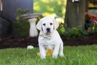 Kerri, a female Labrador Retriever for sale in Dundee, OH – 1 of 10
