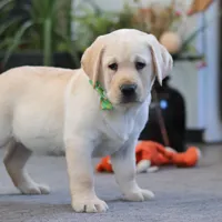 Bobby, a male Labrador Retriever for sale in Dundee, OH – Photo 5 of 5