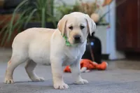 Bobby, a male Labrador Retriever for sale in Dundee, OH – Photo 5 of 5