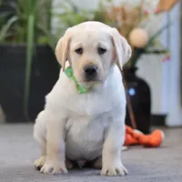 Bobby, a male Labrador Retriever for sale in Dundee, OH – Photo 2 of 5