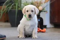 Bobby, a male Labrador Retriever for sale in Dundee, OH – Photo 2 of 5