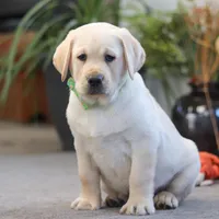 Bobby, a male Labrador Retriever for sale in Dundee, OH – Photo 3 of 5