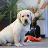 Bobby, a male Labrador Retriever for sale in Dundee, OH – Photo 1 of 5