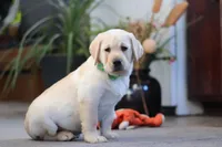 Bobby, a male Labrador Retriever for sale in Dundee, OH – Photo 1 of 5