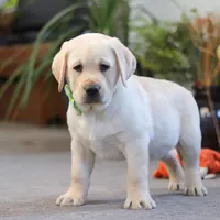 Bobby, a male Labrador Retriever for sale in Dundee, OH – Photo 4 of 5