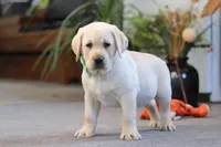 Bobby, a male Labrador Retriever for sale in Dundee, OH – Photo 4 of 5