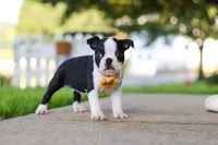 Shawn, a male Boston Terrier for sale in Dundee, OH – 2 of 7