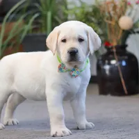 Steve, a male Labrador Retriever for sale in Dundee, OH – Photo 6 of 6