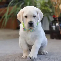 Steve, a male Labrador Retriever for sale in Dundee, OH – Photo 4 of 6