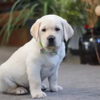Steve, a male Labrador Retriever for sale in Dundee, OH – Photo 3 of 6