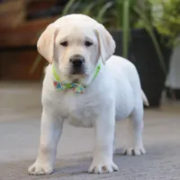 Steve, a male Labrador Retriever for sale in Dundee, OH – Photo 2 of 6