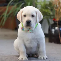 Steve, a male Labrador Retriever for sale in Dundee, OH – Photo 1 of 6