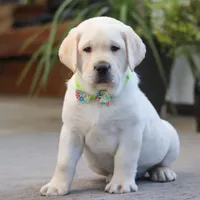 Steve, a male Labrador Retriever for sale in Dundee, OH – Photo 5 of 6