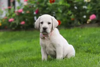 Barbie, a female Labrador Retriever for sale in Dundee, OH – 3 of 8