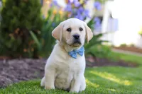 Benny, a male Labrador Retriever for sale in Dundee, OH – 2 of 7