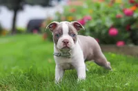 Sonny, a male Boston Terrier for sale in Dundee, OH – 3 of 6