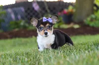 Debbie, a female Pembroke Welsh Corgi for sale in Dundee, OH – 2 of 8