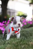 Bingo, a male Boston Terrier for sale in Dundee, OH – 6 of 8