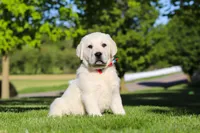 Buddy, a male Labrador Retriever for sale in Dundee, OH – 2 of 7