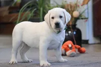 Buddy, a male Labrador Retriever for sale in Dundee, OH – Photo 3 of 6