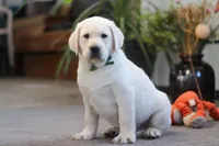 Buddy, a male Labrador Retriever for sale in Dundee, OH – Photo 2 of 6